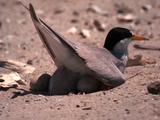 Tern Sits On Eggs, Shell In The Way