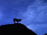 Wolf Howls On Hilltop