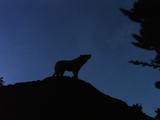Wolf Howls On Hilltop