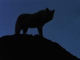 Wolf Paces On Hilltop