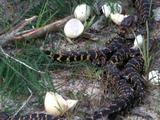 Newly Hatched Alligators Crawl Near Eggs