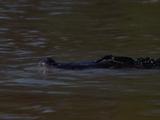 Alligator In The Water, Turns And Submerges