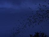 Many Bats Flying