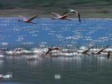 Flamingos Flying Over Flock In Water