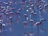Flamingos Standing And Wading In Water