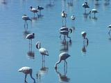 Flamingos Standing And Wading In Water