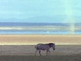 Zebra Stock Footage