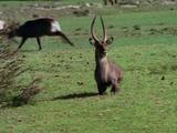 Large Antelope Among Herd, Runs Away