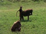 Baboons Feed, One Carries Baby On Its Back