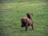 Baboon Walks, Feeds With Baby On Its Back