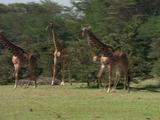 Giraffes Running