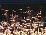 Flamingos, Some Take Flight