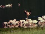Flamingos, Some Land On Water