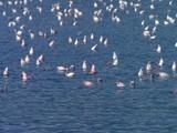 Flamingos Swimming Upside Down, Feeding