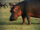 Hippopotamus Stock Footage