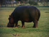 Hippopotamus Grazing On Grass