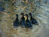 Ducklings Walk Through Shallow Water