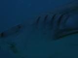 Reef Shark Swims, Close-Up Of Head
