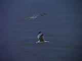 Seagull In Flight