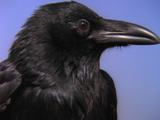 Crow Extreme Close-Up