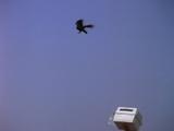 Crow Released From Carrier, Flies Away