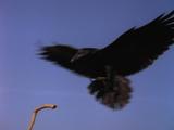 Crow Lands On Perch, Flies Away