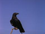Crow Sits On Perch