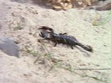 Scorpion Walks