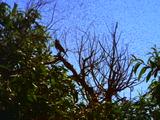 Swarm Of Bugs And Bird In Tree, Bird Flies Away