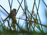 Small Bird In Field Vocalizes