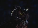 Great Horned Owl In Tree, Close-Up Of Face