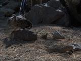 Rattlesnake Stock Footage