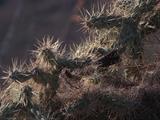 Small Bird In Cactus Spines Gathers Nest Material