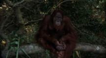 Orangutan Climbs And Sits On Tree Branch