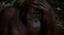 Orangutan  Sits On Tree Branch, Close-Up Of Face