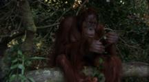 Orangutan  Sits On Tree Branch, Plays With Vine