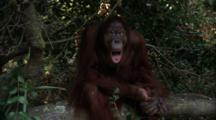 Orangutan  Sits On Tree Branch, Makes Faces