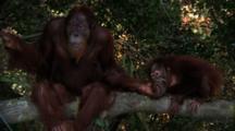 Orangutan  Sits On Tree Branch, Plays With Juvenile