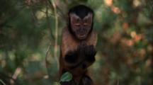 Capuchin Monkey Jumps, Makes Faces