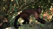 Capuchin Monkey Climbs On Branch, Scratches