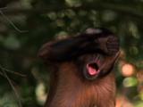 Capuchin Monkey Stock Footage
