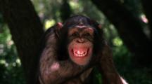 Chimpanzee In Tree Makes Faces