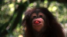 Orangutan  Juvenile Makes Faces