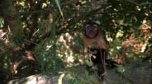 Capuchin Monkey Climbs On Branch, Scratches