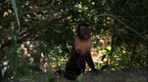 Capuchin Monkey Climbs In Tree Throws Branch