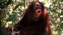 Orangutan  Juvenile Climbs On Branch, Makes Faces