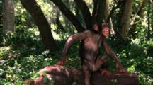 Chimpanzee Falls Backward Off Log On Purpose