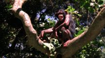 Chimpanzee Climbs In Tree, Throws Something