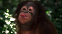 Orangutan Makes Faces