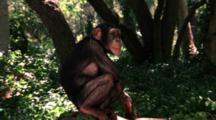 Chimpanzee Climbs Trees